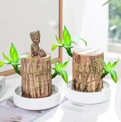 😌Lucky Brazil Wood Potted Plant ⭐️⭐️⭐️⭐️ 4.8/5 Reviews