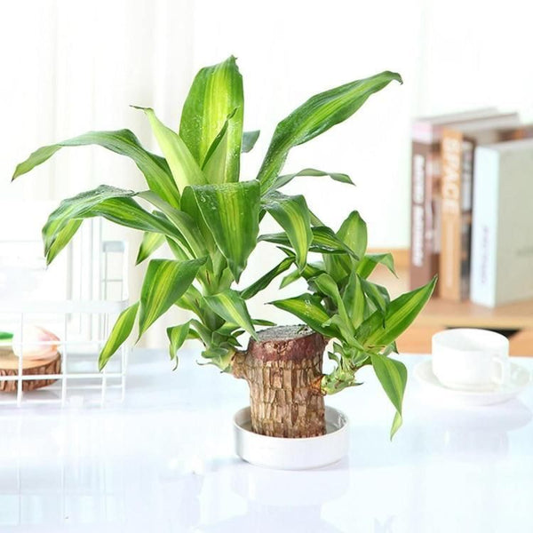 😌Lucky Brazil Wood Potted Plant ⭐️⭐️⭐️⭐️ 4.8/5 Reviews