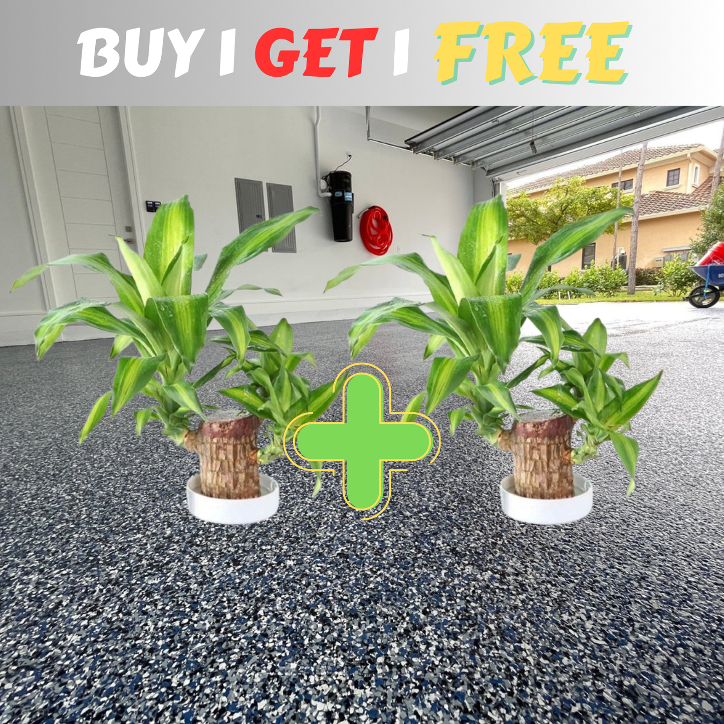 😌Lucky Brazil Wood Potted Plant ⭐️⭐️⭐️⭐️ 4.8/5 Reviews