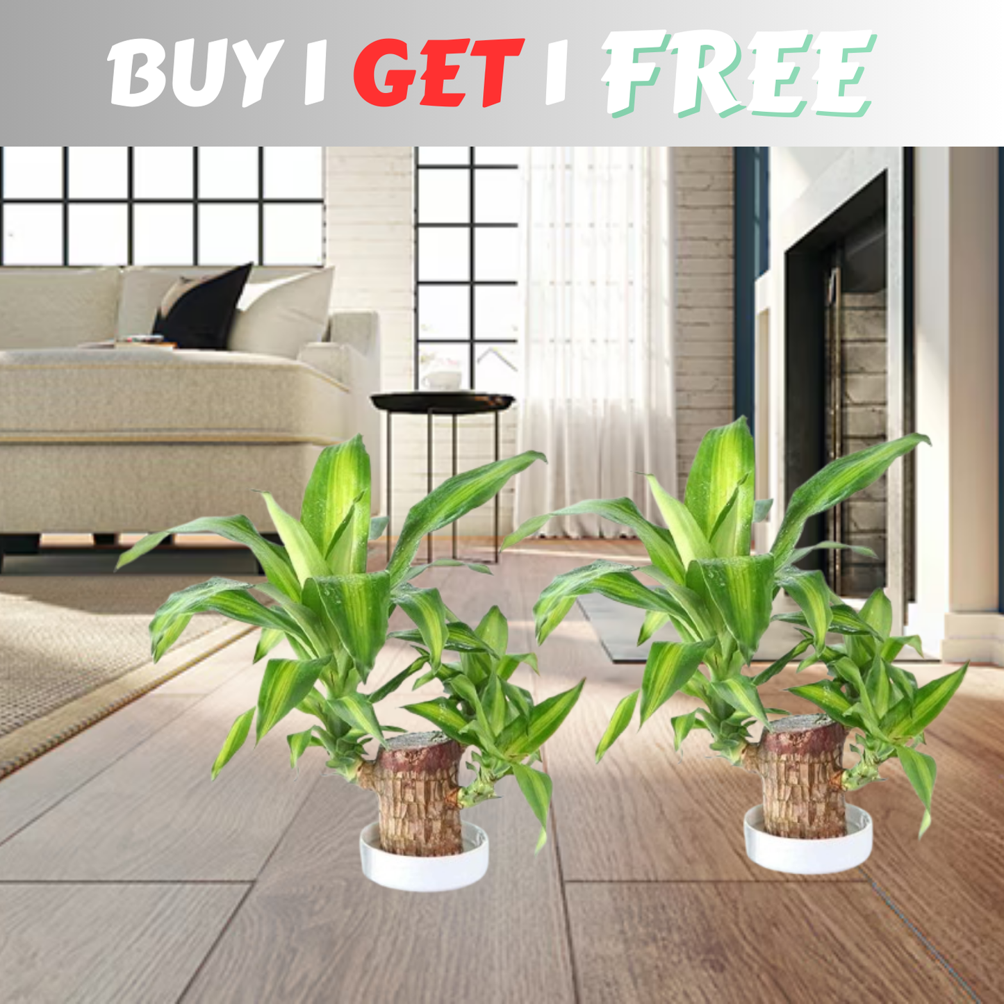 😌Lucky Brazil Wood Potted Plant ⭐️⭐️⭐️⭐️ 4.8/5 Reviews