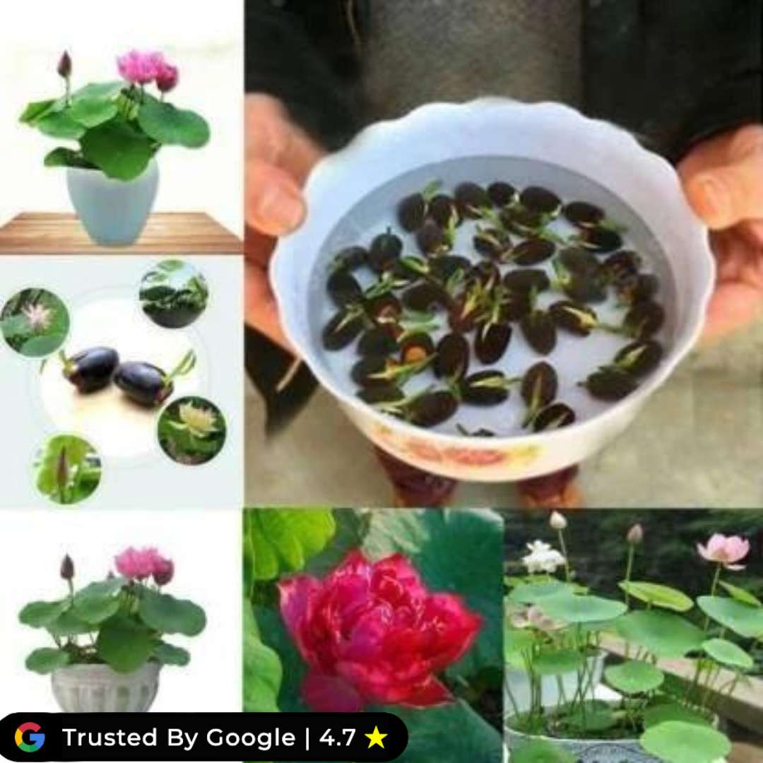 Bonsai Japnese Lotus Seeds [100 Imported Seed] ⭐⭐⭐⭐⭐ 4.9 (590 reviews)