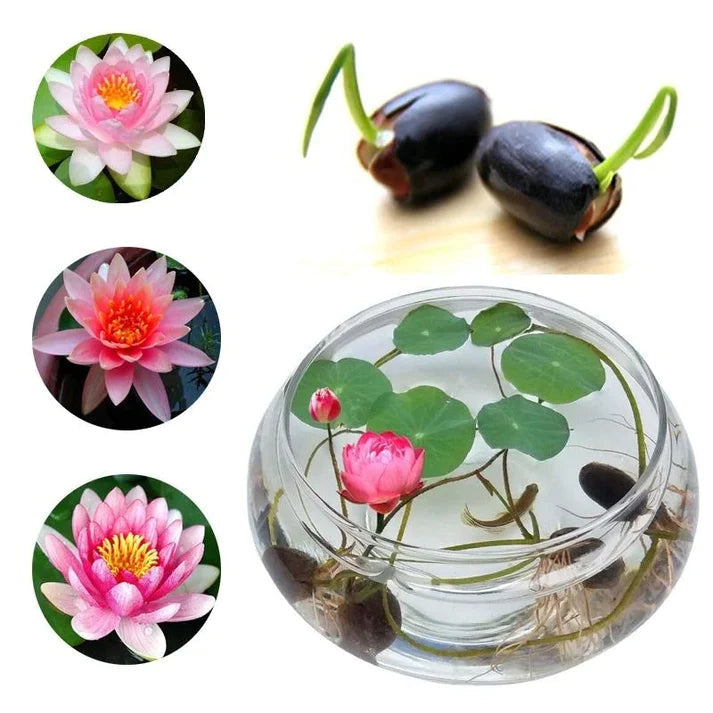 Bonsai Japnese Lotus Seeds [100 Imported Seed] ⭐⭐⭐⭐⭐ 4.9 (590 reviews)