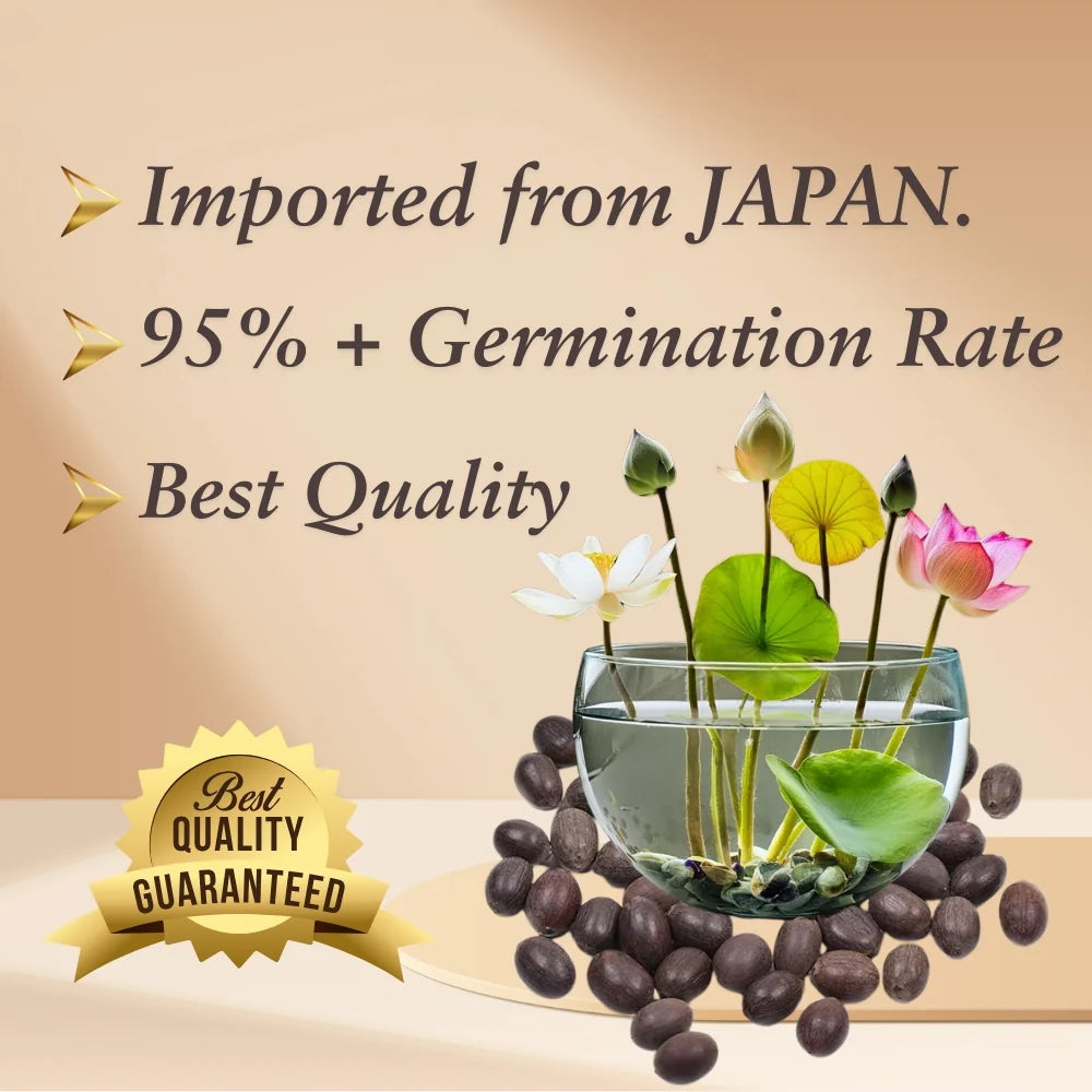 Bonsai Japnese Lotus Seeds [100 Imported Seed] ⭐⭐⭐⭐⭐ 4.9 (590 reviews)