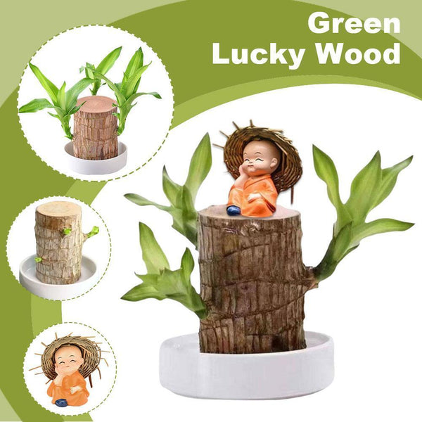 😌Lucky Brazil Wood Potted Plant ⭐️⭐️⭐️⭐️ 4.8/5 Reviews